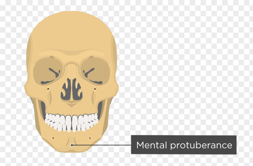 Skull And Bone Zygomatic Process Of Temporal Frontal PNG