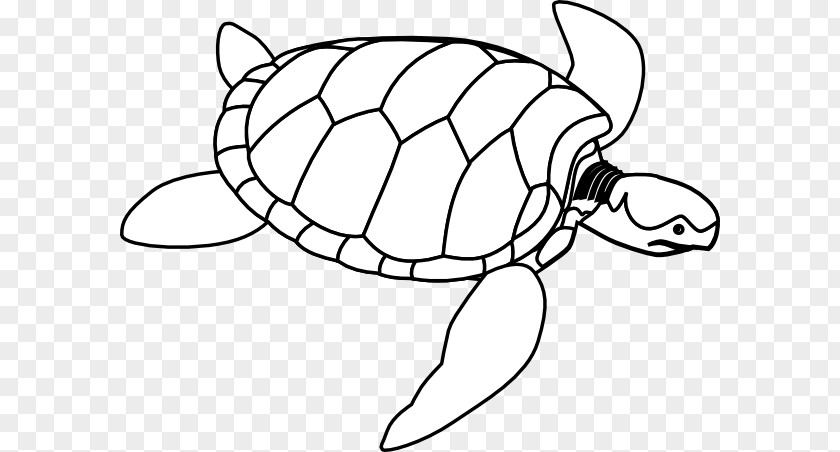Turtle Outline Cliparts Green Sea Clip Art PNG