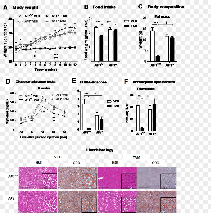 Steatosis Tamoxifen Fatty Liver Obesity Estradiol Insulin Resistance PNG