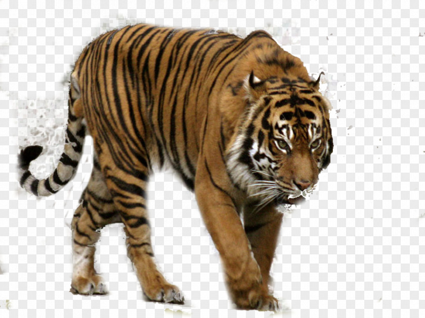Tiger Clipart Leopard PhotoScape PNG