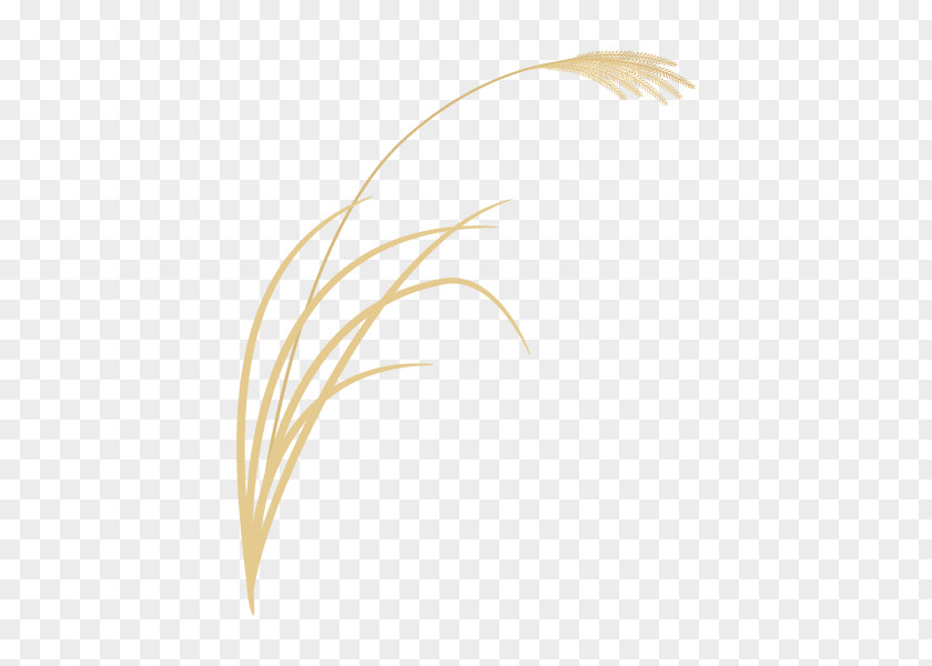 Chinese Silver Grass Illustration Illustrator Graphics Design PNG
