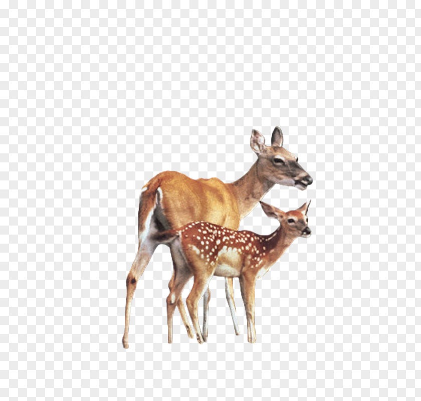 Deer Roe Elk Animal PNG