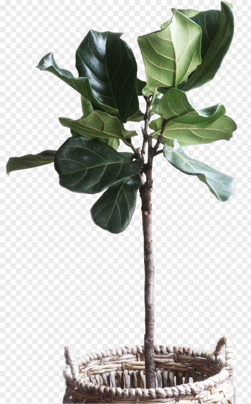 Plants Fiddle-leaf Fig Common Weeping Houseplant PNG