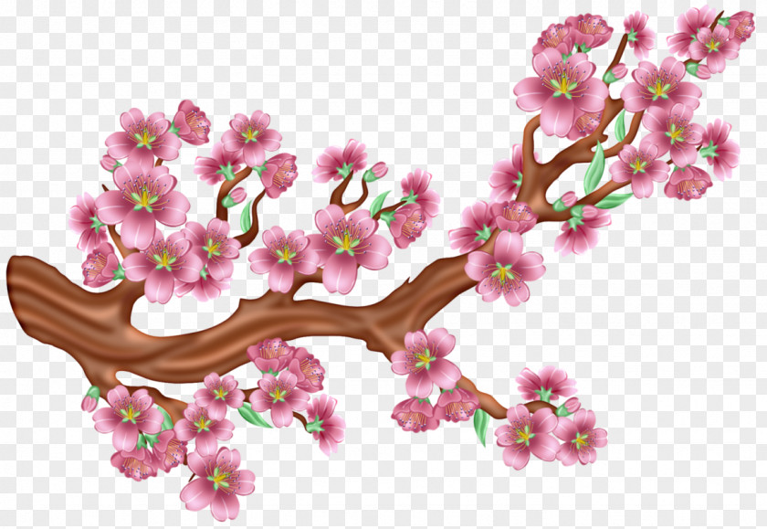 Prunus Petal Cherry Blossom Tree Drawing PNG