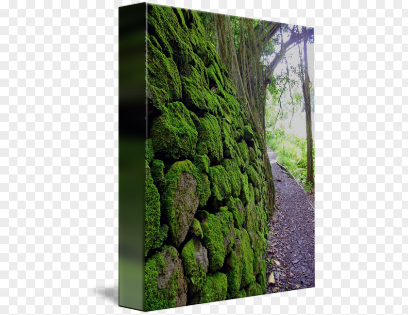 Wall Moss Gallery Wrap Vegetation Biome Canvas Art PNG