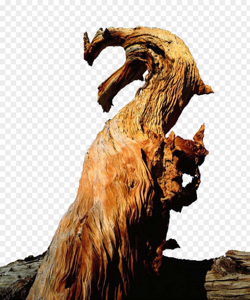 Brown Stump Tree Trunk Wood PNG