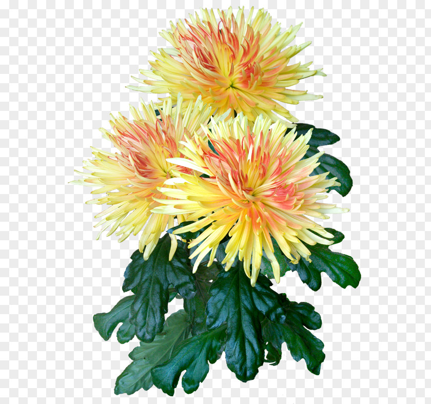 Chrysanthemum Cut Flowers Daisy Family Floral Design PNG