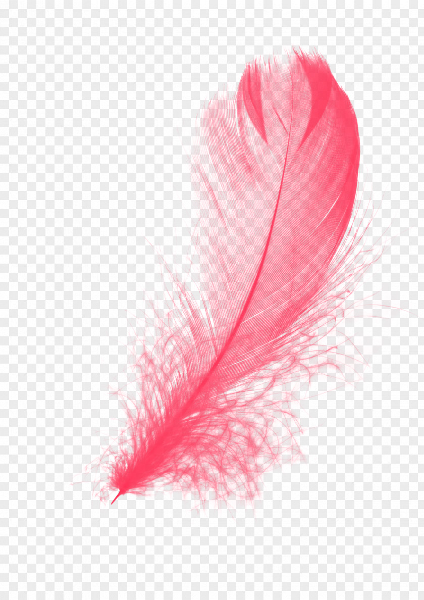 Red Feather PNG