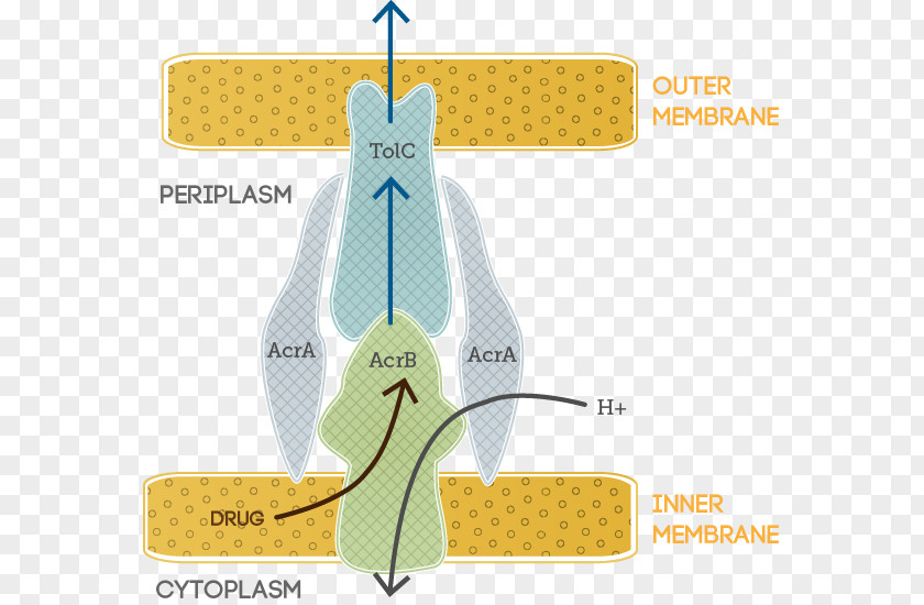 Science Efflux Bacteria E. Coli Antibiotics PNG