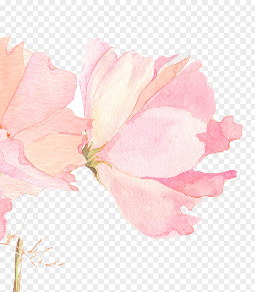 Beautiful Cherry Picture Material Watercolour Flowers Watercolor Painting Wallpaper PNG