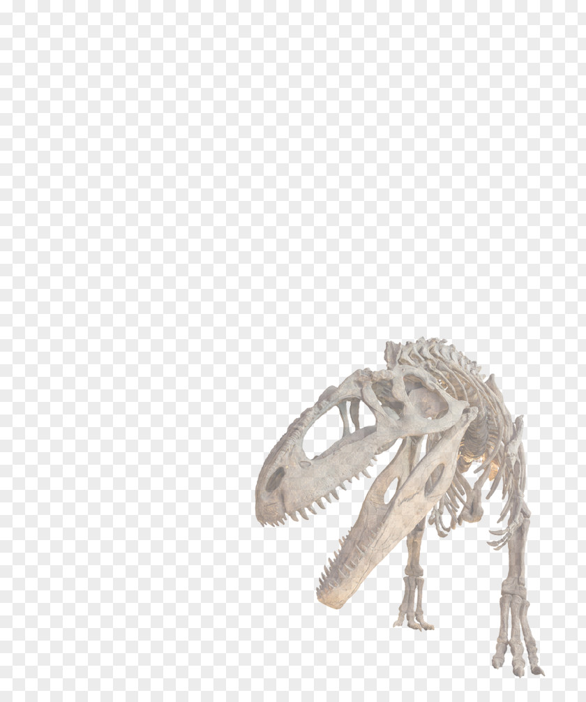 Dinosaur Tyrannosaurus Allosaurus Giganotosaurus Stock Photography PNG