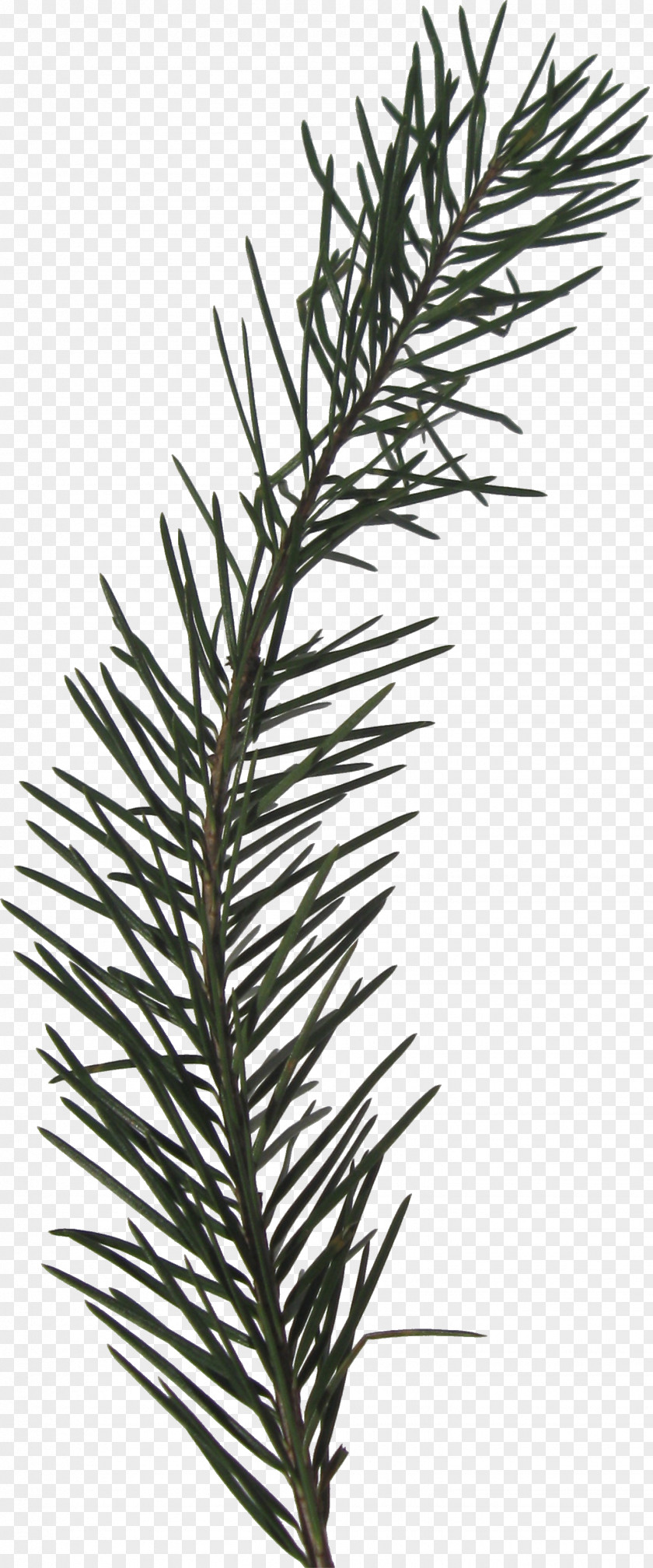 Evergreen Tree Branch Fir PNG