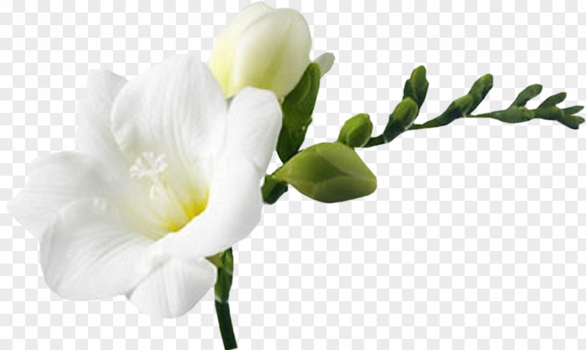 Flower White Cut Flowers PNG