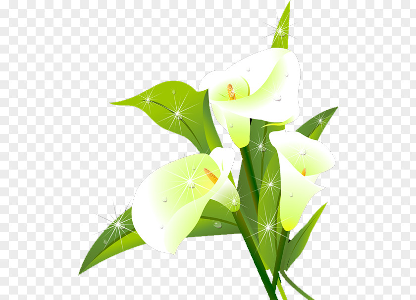 Lily Lilium Flower Download PNG