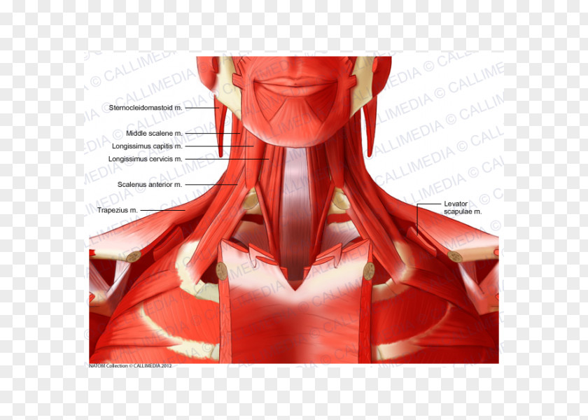 Neck Muscle Anterior Triangle Of The Deltoid Anatomy PNG