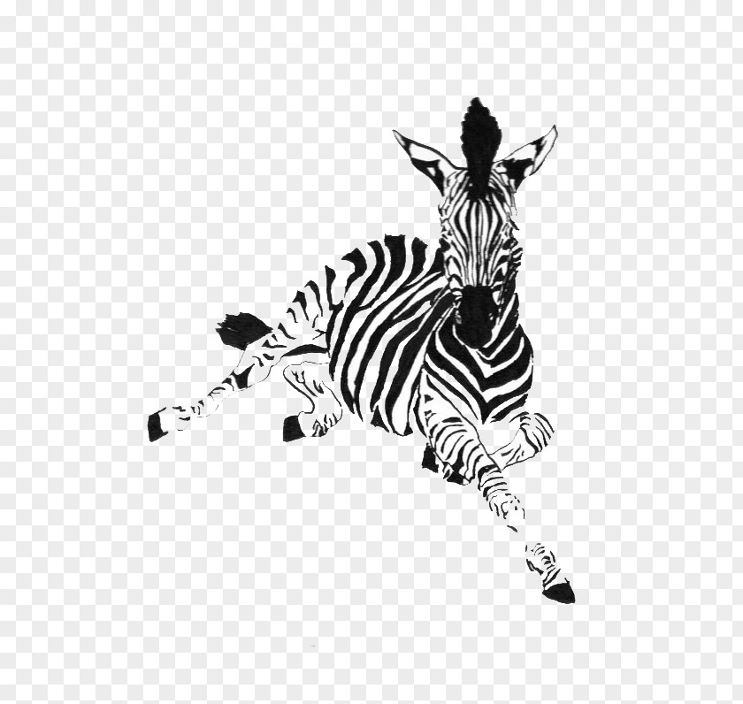 Zebra Animal Horse Drawing Ink PNG