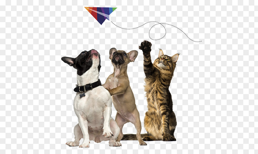 Cat Stock Photography French Bulldog Pet Shipping PNG