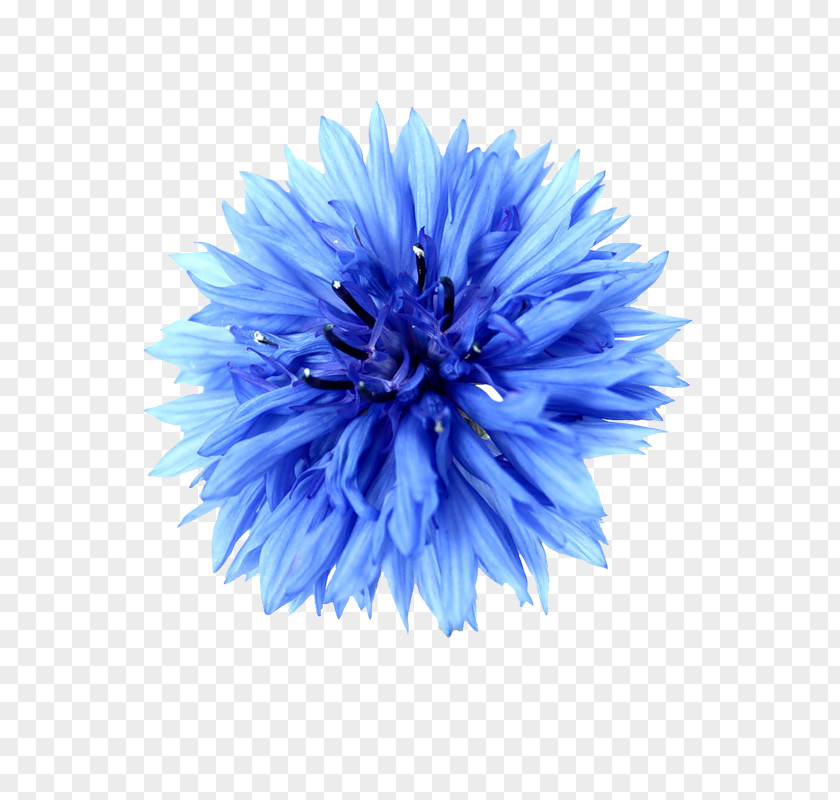 Cornflower Glitter Image Photography PNG