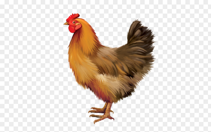 Egg Sussex Chicken Marans Brahma Giriraja Hen PNG