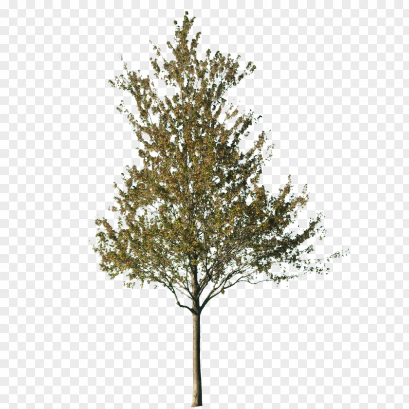 Jackfruit Tree Cut-out Silver Birch Norway Spruce PNG