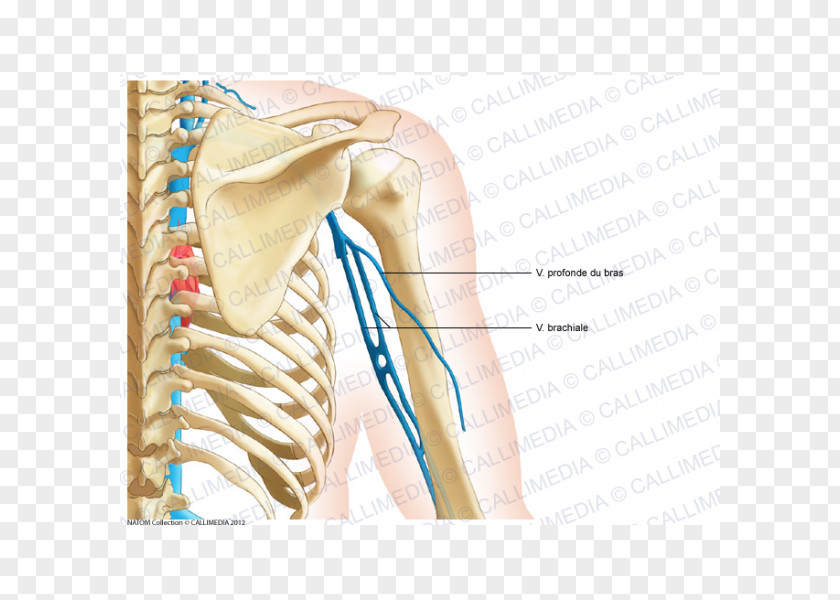 Arm Shoulder Bone Coronal Plane Anatomy Neck PNG