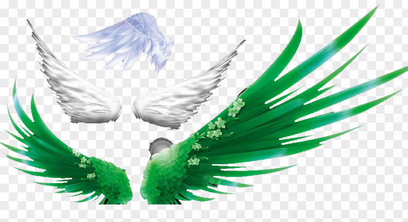 Colored Wings Green Download Clip Art PNG