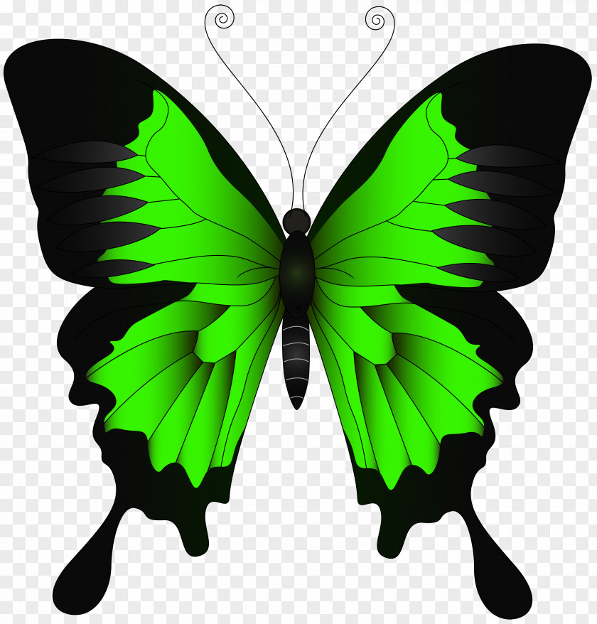 Green Butterfly Clip Art Image Papilio Ulysses Illustration PNG