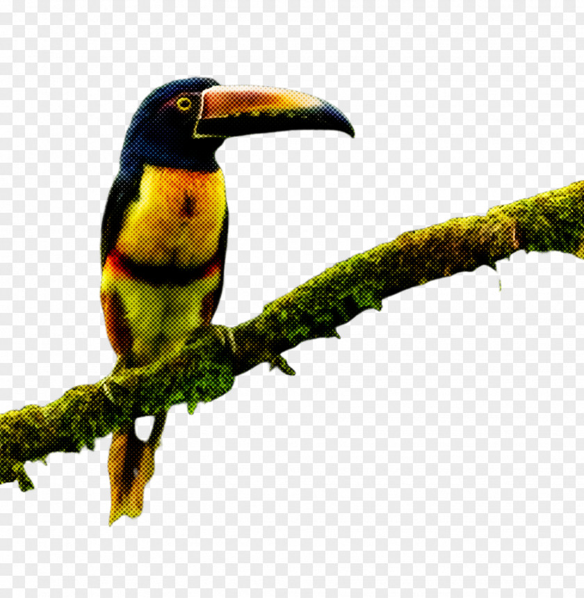 Hornbill Coraciiformes Bird Toucan Beak Piciformes PNG