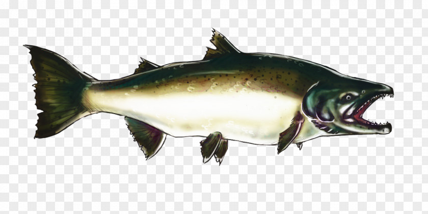 Oncorhynchus Salmonlike Fish Cartoon PNG