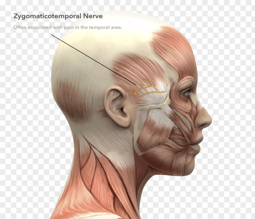 Skull Stock Photography Human Anatomy Head And Neck PNG