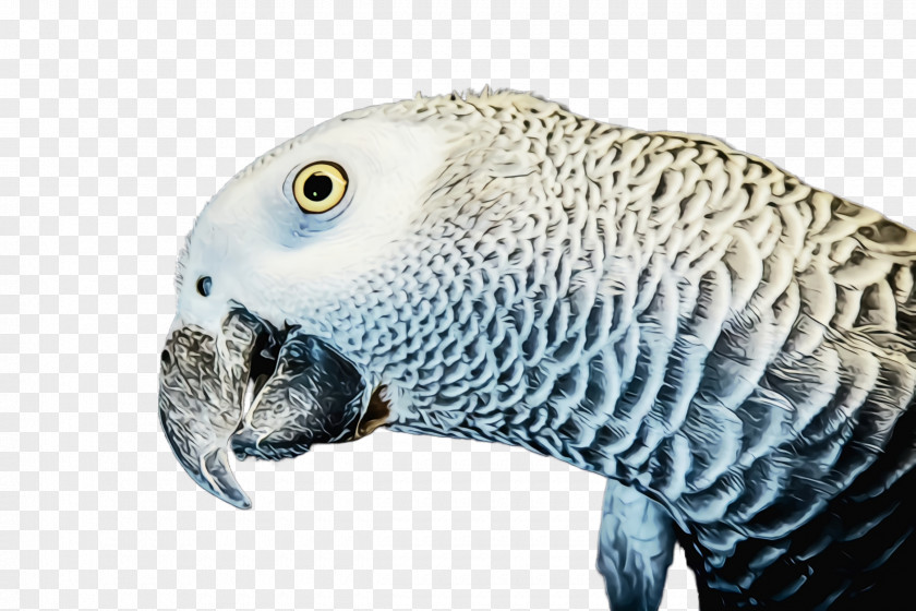 Snout Beak African Grey Parakeet Bird Parrot Budgie PNG