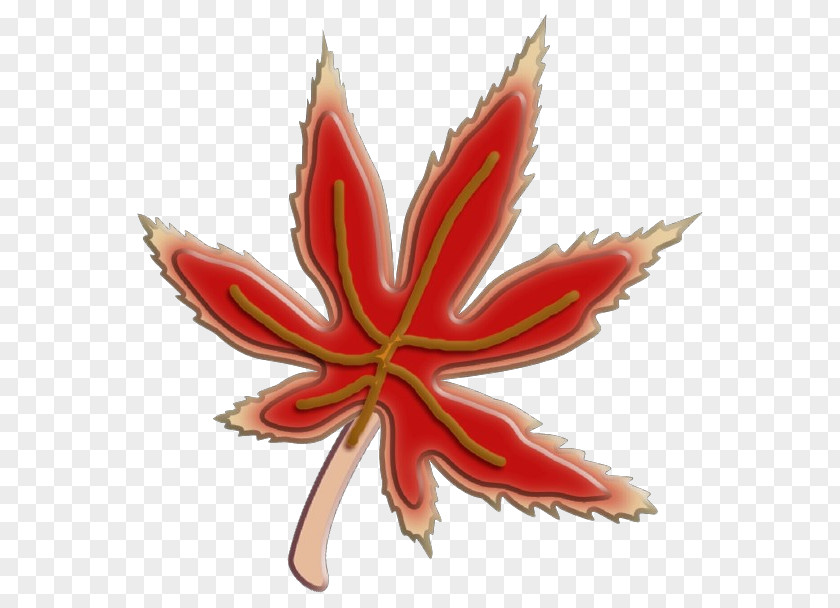 Soapberry Family Maple Leaf Cannabis Background PNG