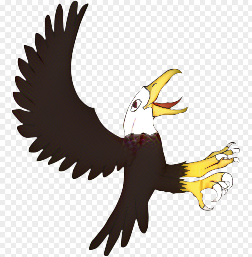 Tail Hawk Eagle Drawing PNG