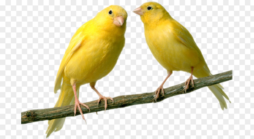 Bird Domestic Canary Finches Parrot Budgerigar PNG