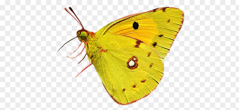Butterfly Colias Moth Nymphalidae PNG