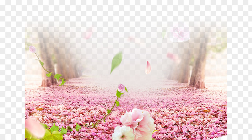 Cherry Blossom Road Flower PNG