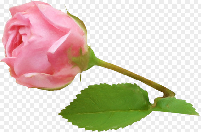 Flower Garden Roses Cabbage Rose Petal Still Life: Pink PNG