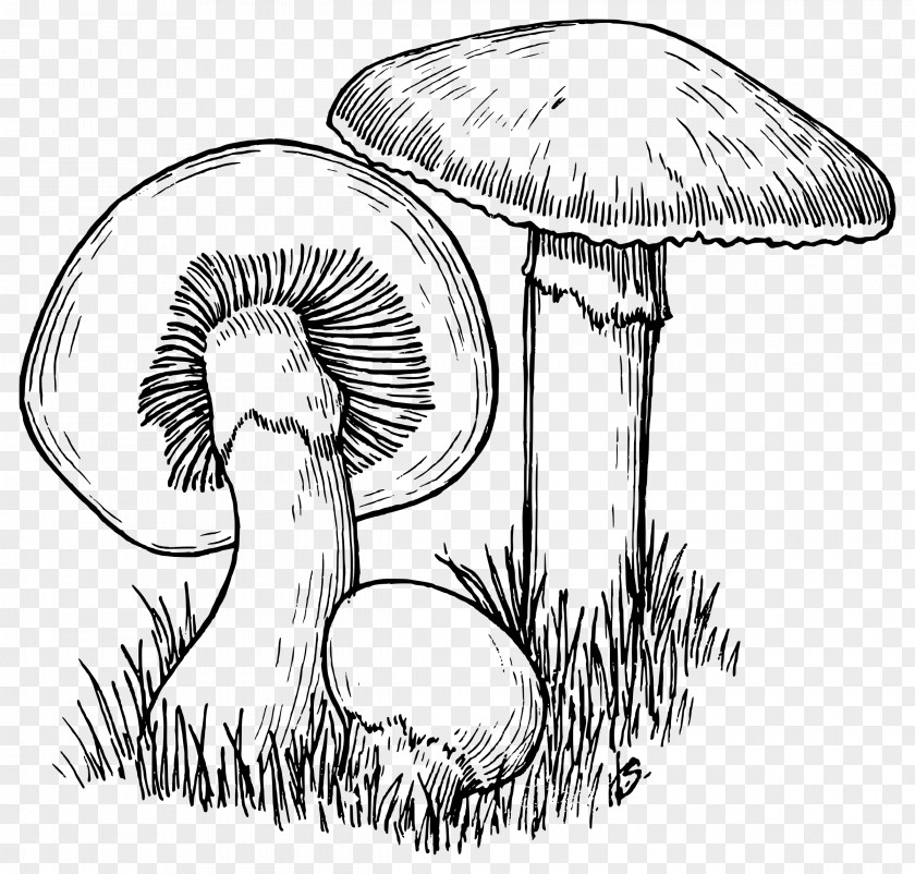 Fungi Mushroom Hunting Drawing Line Art PNG