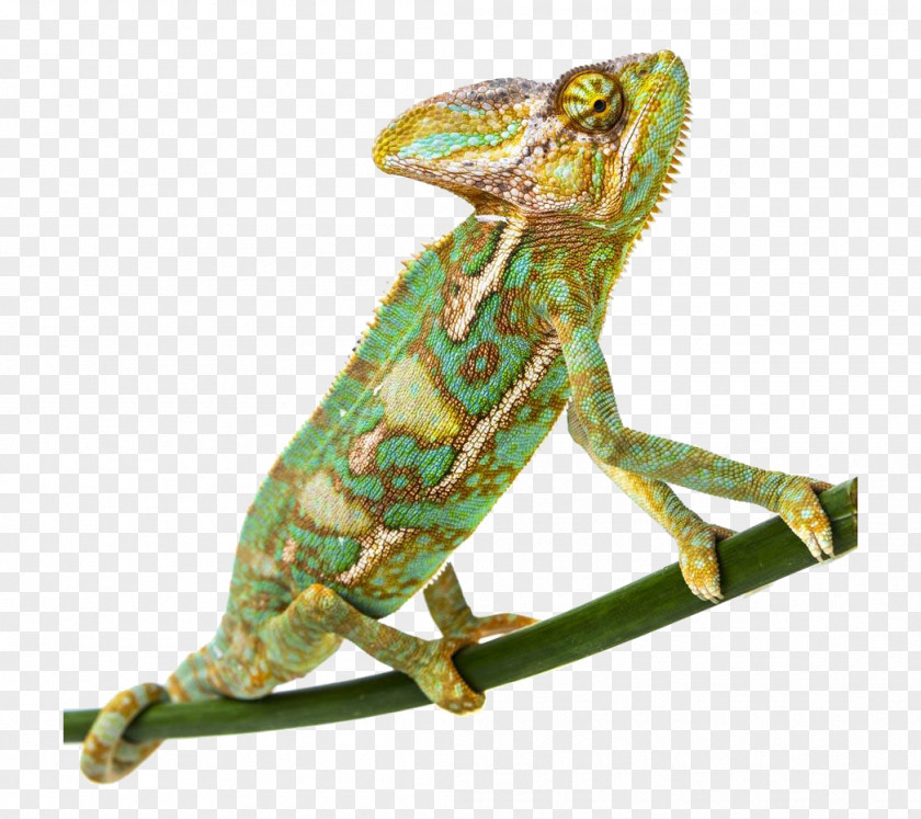 Green Chameleon Common Veiled Lizard Panther Parsons PNG