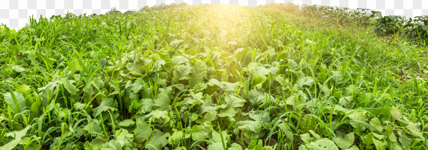 Sunshine Vegetable Garden Greenhouse Agriculture Building Industry PNG