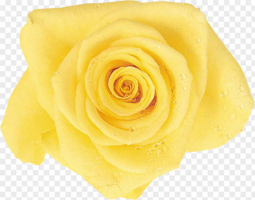 Yellow Rose Garden Roses Cut Flowers Rosaceae PNG