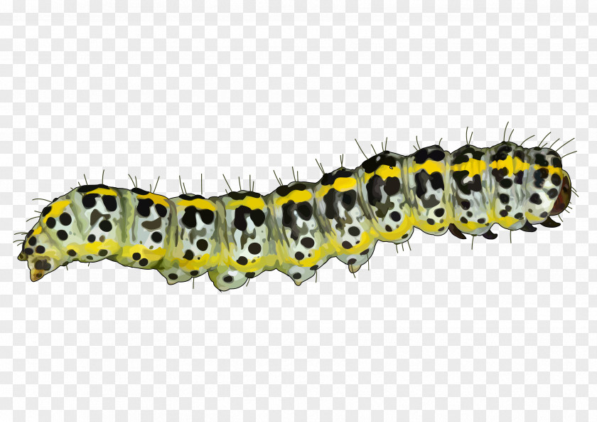 Caterpillar Mopane Worm Pest Educational Technology Tenerife PNG