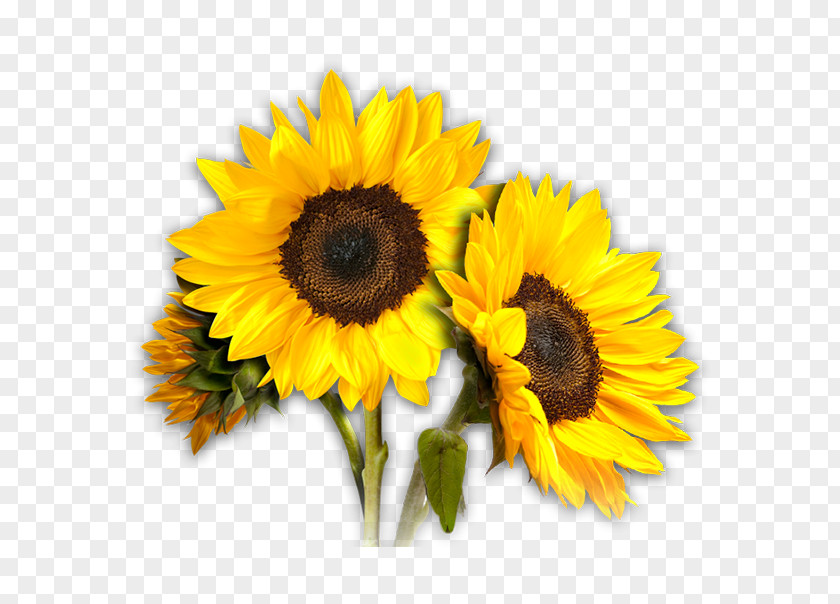 Common Sunflower Desktop Wallpaper Clip Art PNG