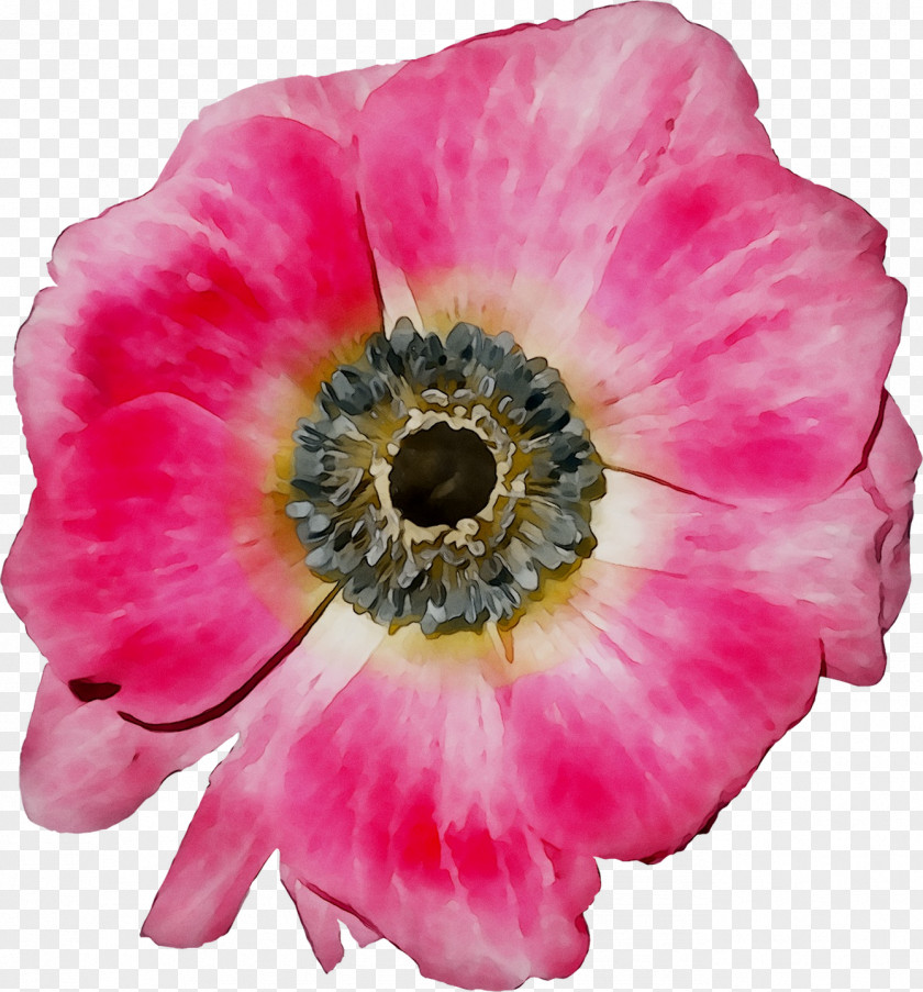 Anemone Annual Plant Herbaceous Magenta The Poppy Family PNG