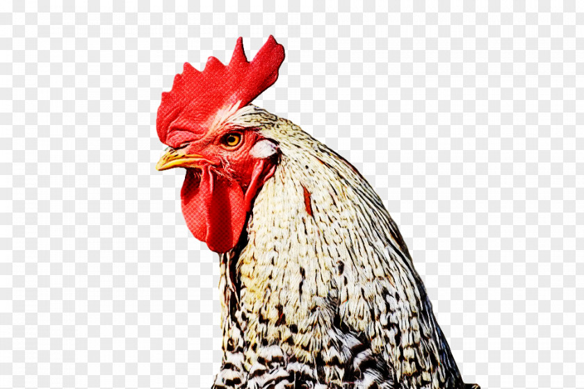 Chicken Rooster Bird Beak Comb PNG