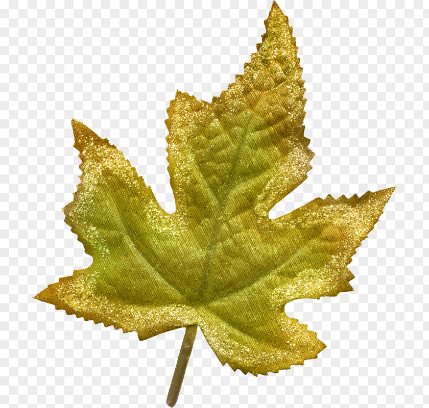 Leaf Maple Deciduous PNG