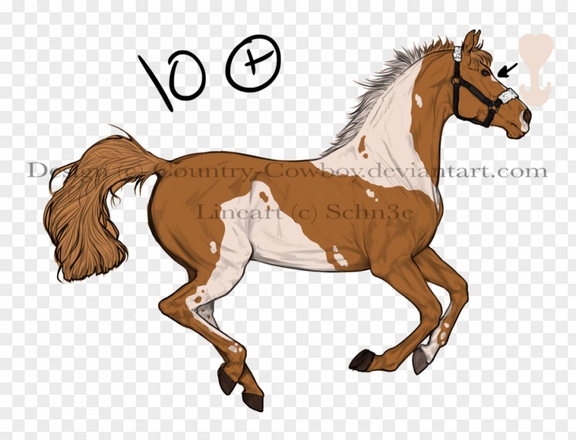 Mustang Pony Foal Stallion Colt PNG