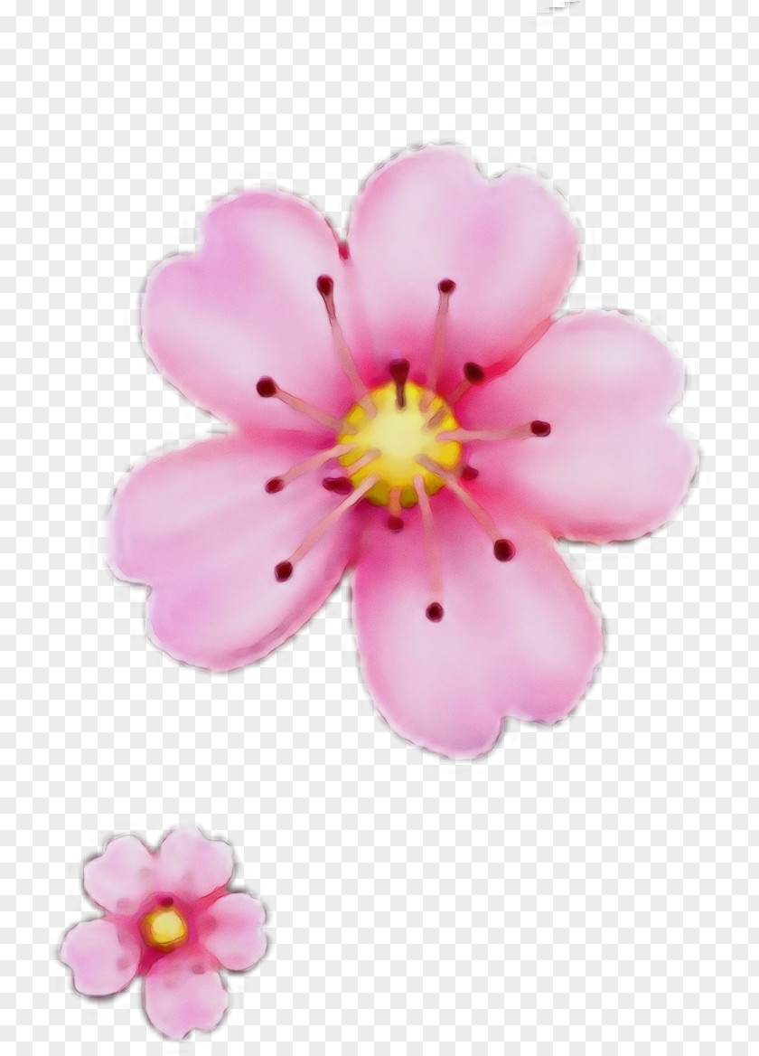 Rosa Rubiginosa Wildflower Cherry Blossom PNG