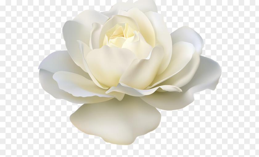 Rose White Artificial Flower Clip Art PNG
