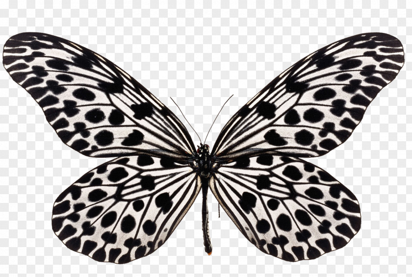 Butterfly Insect Clip Art Image Cabbage White PNG